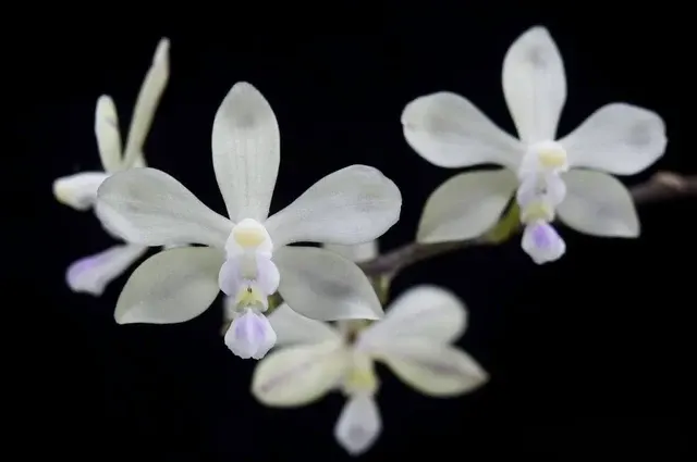 Phalaenopsis spp (Phalaenopsis)
