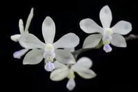 Phalaenopsis spp — No