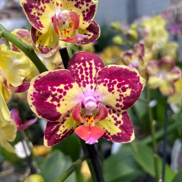 Phalaenopsis 'Strawberry Cake' (Phalaenopsis)