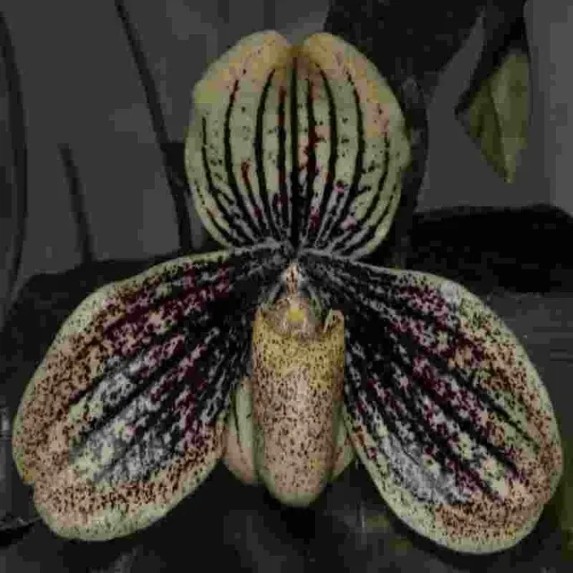 Paphiopedilium myanmaricum (Paphiopedilum)