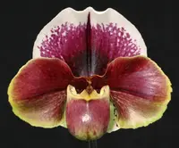 Paphiopedilum Seduction