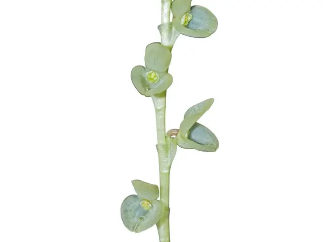 Stelis famelica (Stelis)