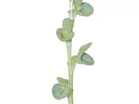 Stelis famelica