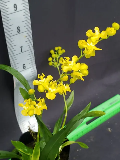 Oncidium cheirophorum x sib 'HOF X Kokusai'