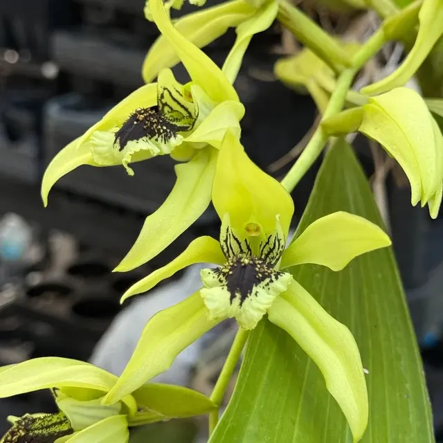 Coelogyne pandurata (Coelogyne)