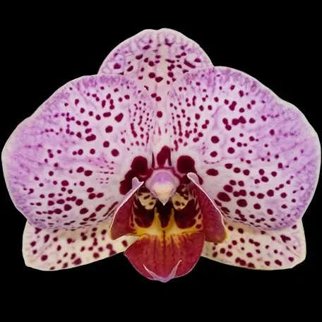 Phalaenopsis Fangmei Cloud Leopard (Phalaenopsis)
