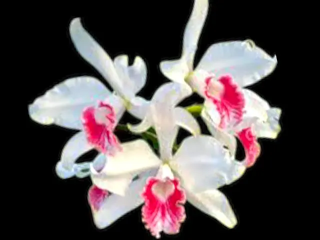 Cattleya purpurata var. carnea x sib