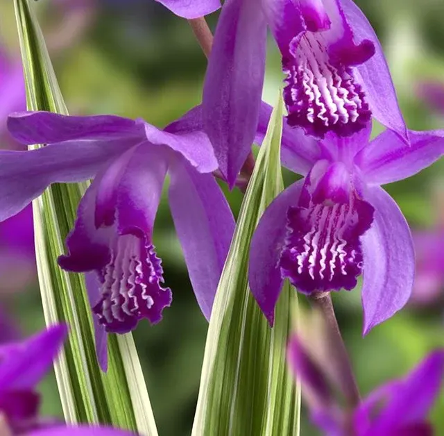 Bletilla striata 'Variegata'