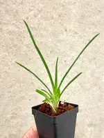 Cymbidium finlaysonianum White Lip form | SapphireChild Orchids