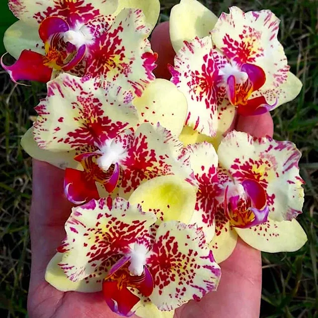 Phalaenopsis I-Hsin Spot Leopard