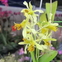Dendrobium delacourii