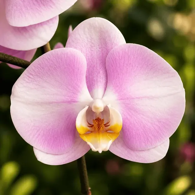 Phalaenopsis Star's Chanel (Phalaenopsis)