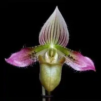 Paphiopedilium acmodontum