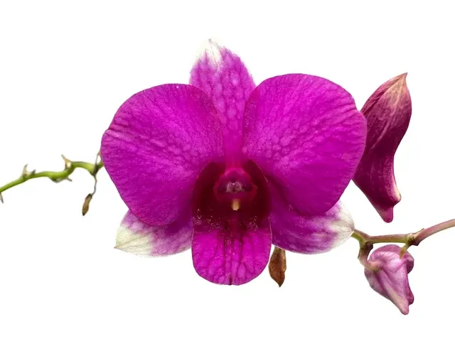 Dendrobium Sing Song (Dendrobium)