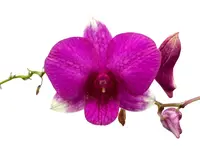 Dendrobium Sing Song
