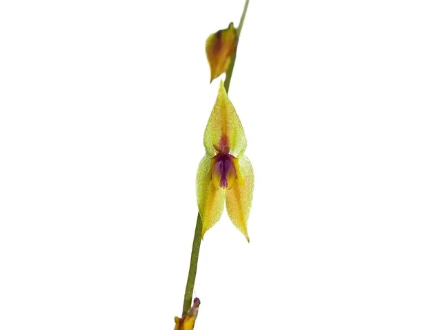 Lepanthes scalaris (Lepanthes)