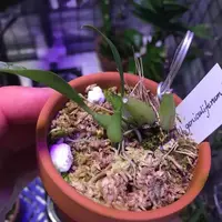 Bulbophyllum geniculiferum