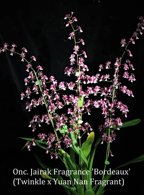 Oncidium Jairak Fragrance 'Bordeaux' (Oncidium)