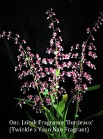 Onc. Jairak Fragrance 'Bordeaux' (Twinkle x Yuan Nan Fragrant)