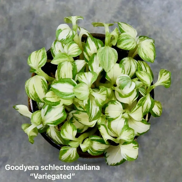 Goodyera schlechtendaliana 'Variegata' (Goodyera)