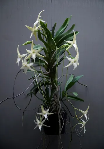 Angraecum sesquipedale v augustifolia x self (Angraecum)