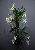 Angraecum sesquipedale v. augustifolia x self