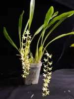 Dendrochilum Cobbianum — Not Currently in Bloom or Spike