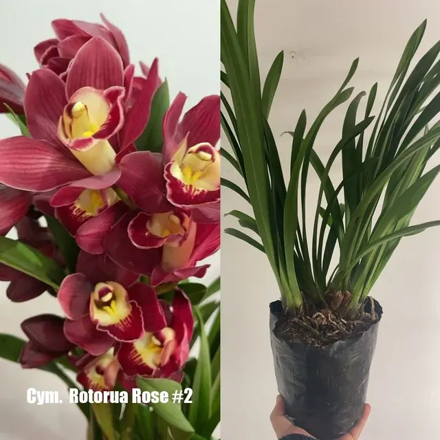 Cymbidium Rotorua Rose