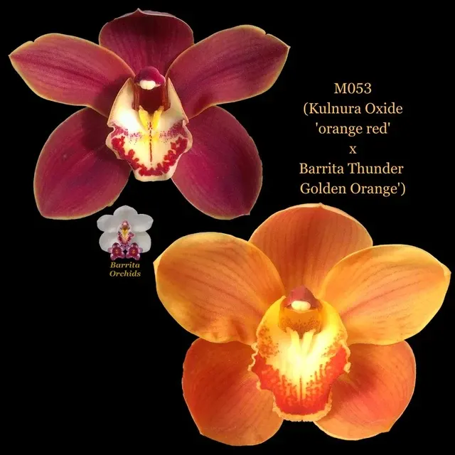 Cymbidium Seedling M053 'Orange Red' (Cymbidium)