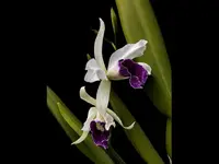 Cattleya purpurata uba tuba splash x uba tuba