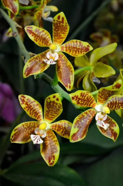 Phalaenopsis viridis