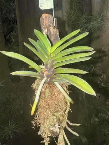 Neofinetia falcata 'Wonhyo' (Neofinetia)