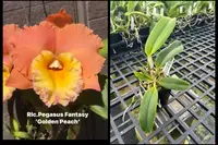 Rlc. Pegasus Fantasy ‘Golden Peach’ 4″