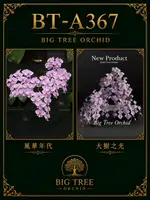 Phalaenopsis schilleriana (风华年代 x DS’s Pride)