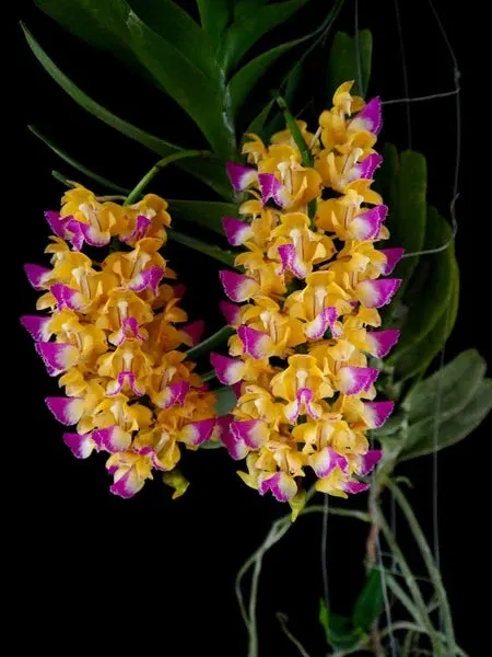 Aerides houlletiana 'Attorney'