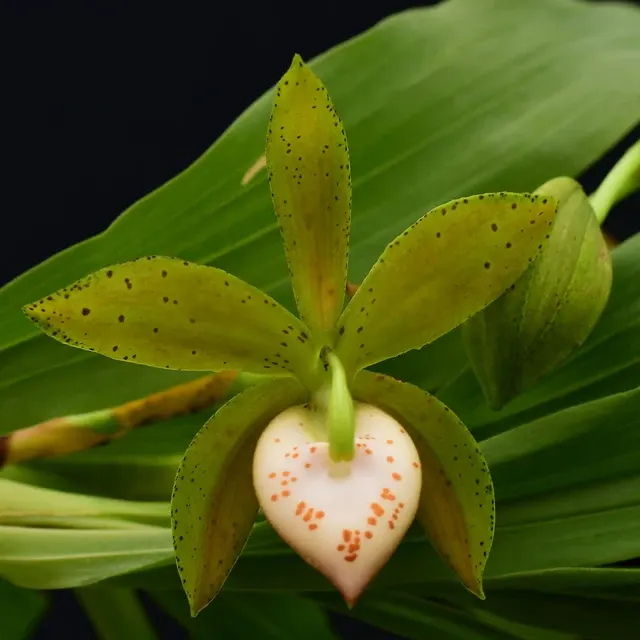 Cycnoches haagii (Cycnoches)