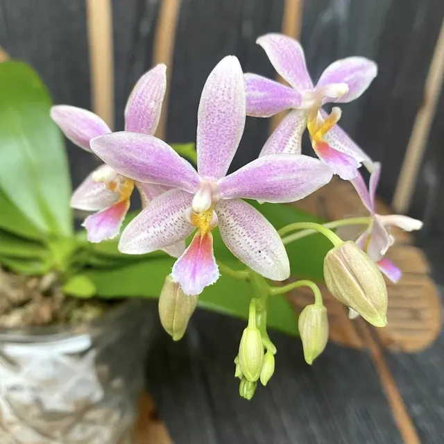 Phalaenopsis equestris × Almanis