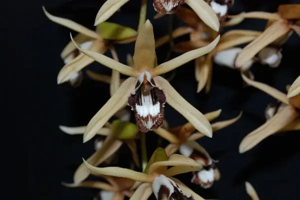 Coelogyne dayana (Coelogyne)