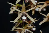Coelogyne dayana — Blühfähige Pflanze