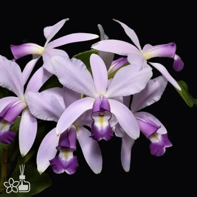 Cattleya violacea coerulea