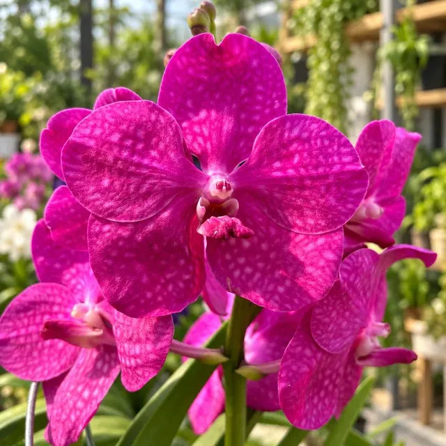 Vanda Tayanee Maxi Cerise (Vanda)