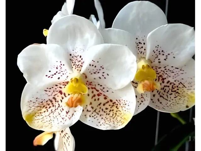Vanda Kultana Gold