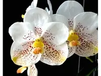 Vanda Kultana Gold 'White Spots'