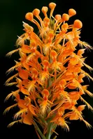 Yellow Fringed Orchid Dormant Platanthera Ciliaris - Bright Yellow to Deep Orange Blooms, Full Sun to Partial Shade