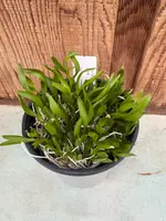 COMPOT Dendrobium calophyllum