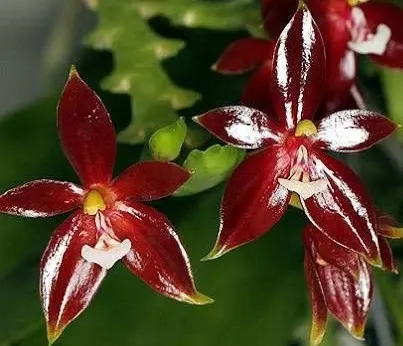 Phalaenopsis cornu-cervi 'Red'
