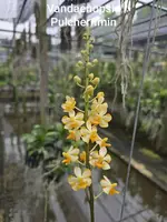 Vandaenopsis pulcherrimin