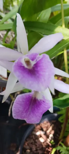 Cattleya Bsn Maikai x Gur Bowringiana x B nodosa