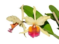 Cattleya Triumphans