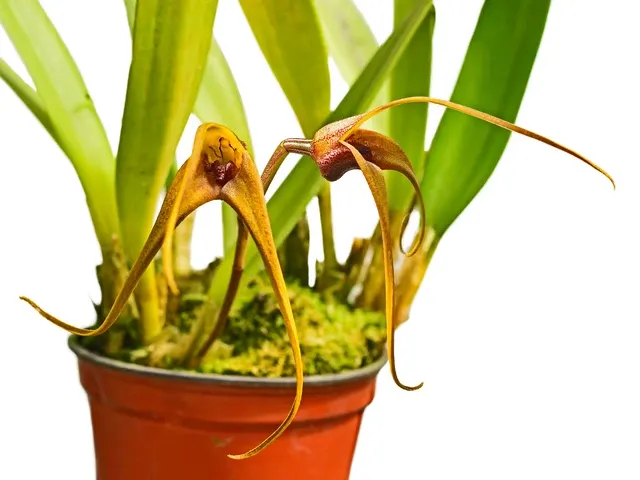 Masdevallia colossus (Masdevallia)